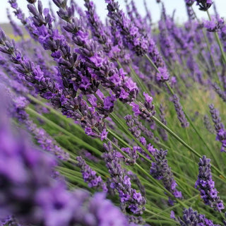 Aromatica