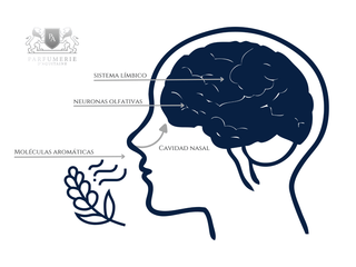 El Perfume en la Mente Humana - Parfumerie d'Aquitaine