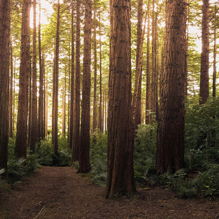 Amaderada - Parfumerie d'Aquitaine
