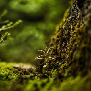 Amaderada musgosa - Parfumerie d'Aquitaine