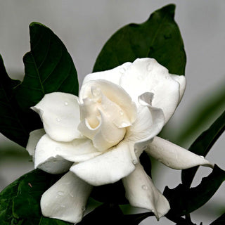 Floral oriental - Parfumerie d'Aquitaine