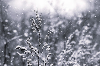 Invierno - Parfumerie d'Aquitaine