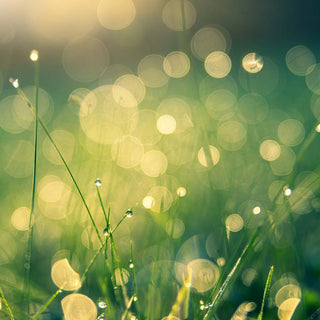 Verde - Parfumerie d'Aquitaine